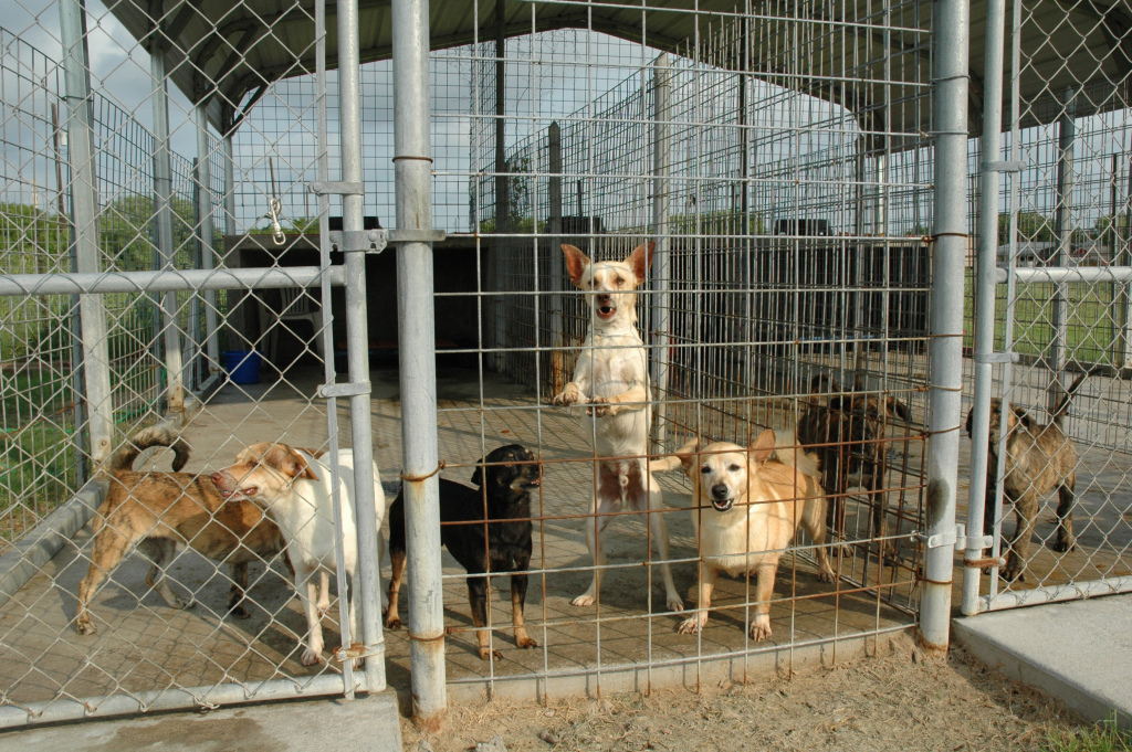 Image result for dog shelter
